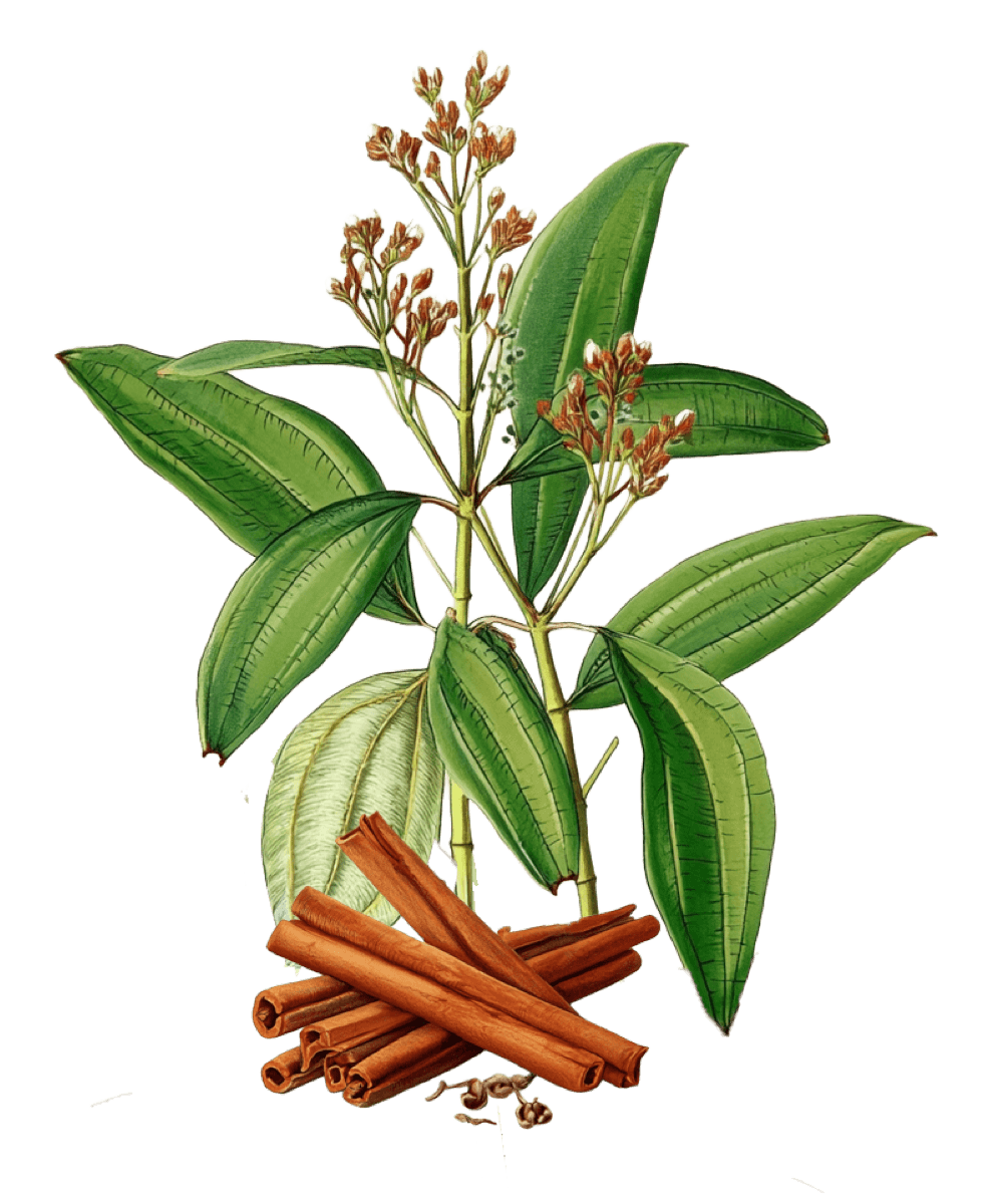 Decorative sage plant