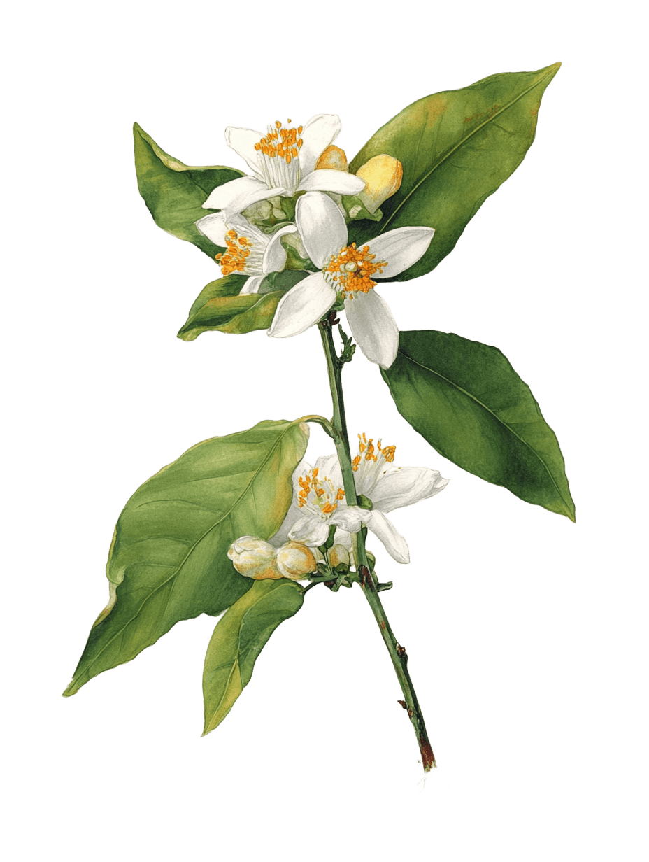 Orange Blossom