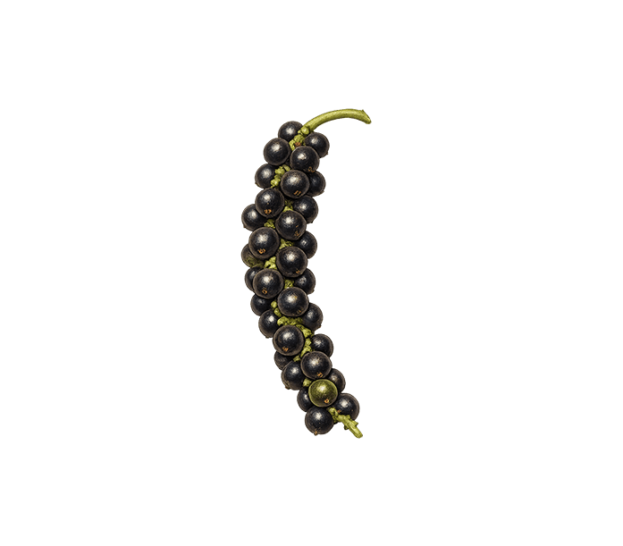 Black Pepper