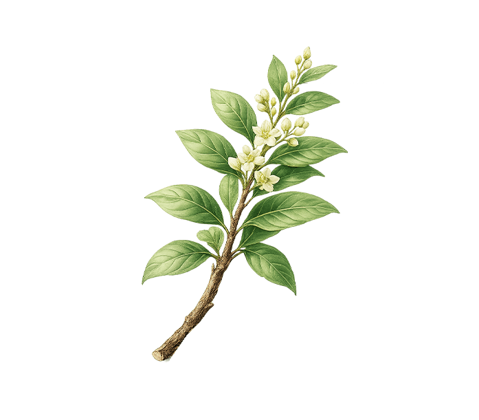Oud