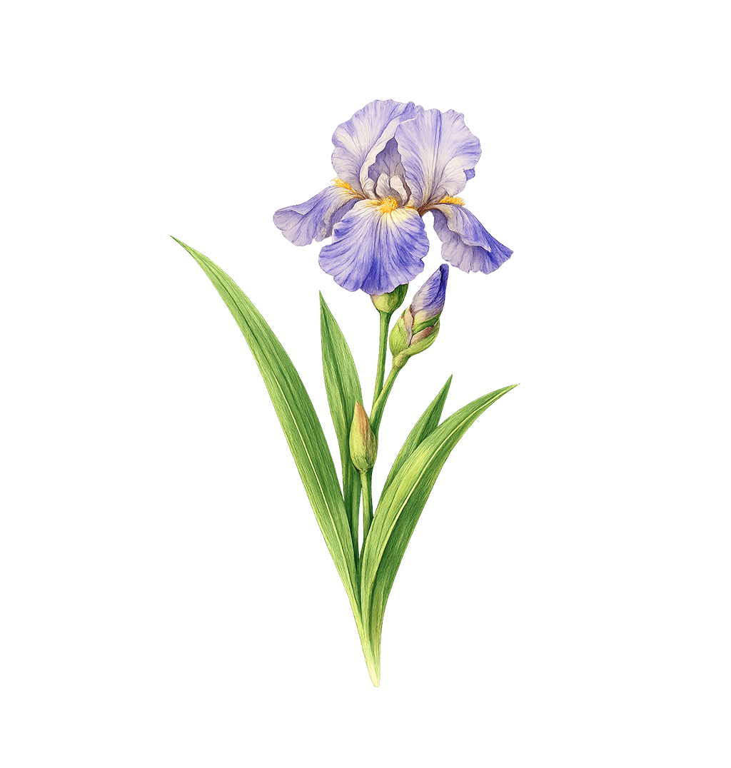 Iris