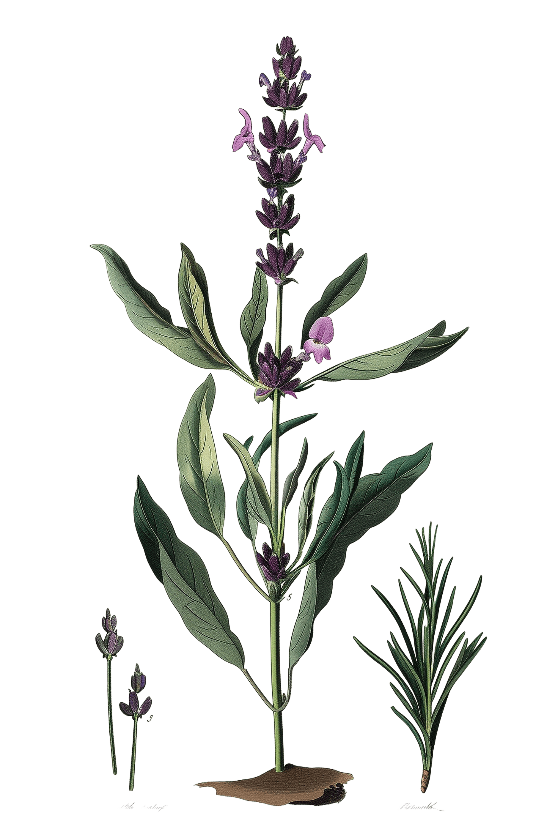 Lavender